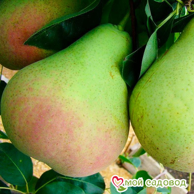 Груша Любимица Клаппа