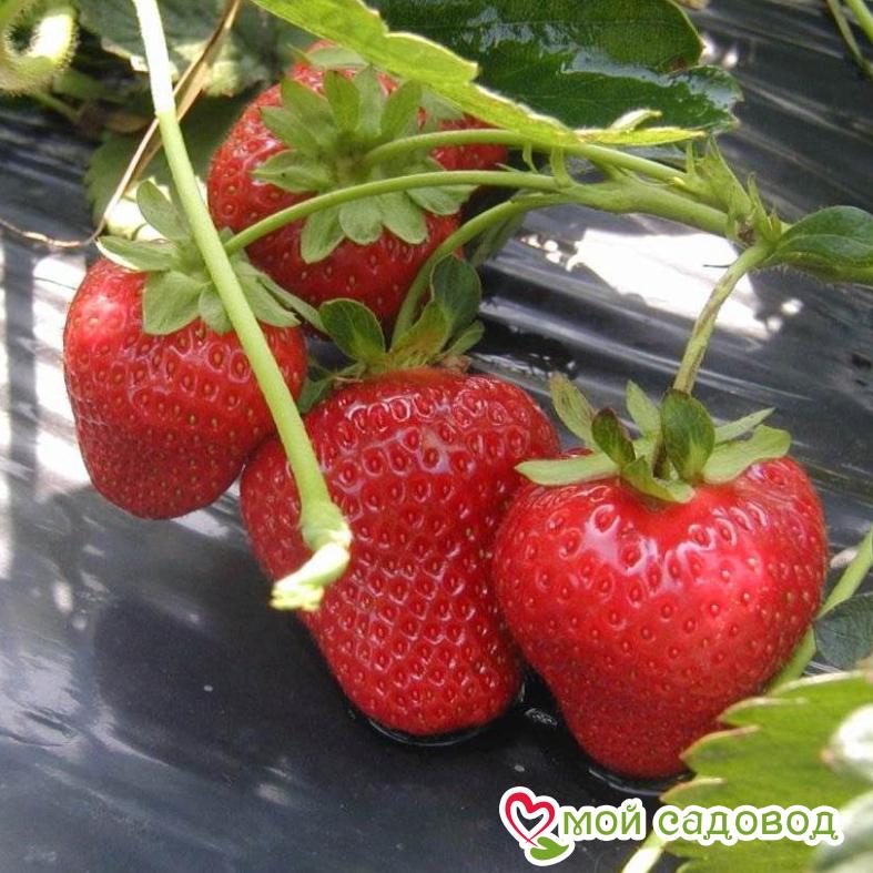 Клубника Монтерей (ремонтантный сорт)