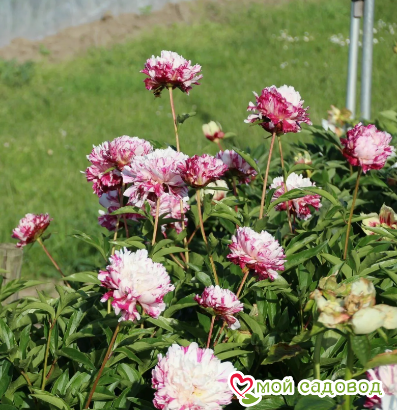 Пион Киринмару