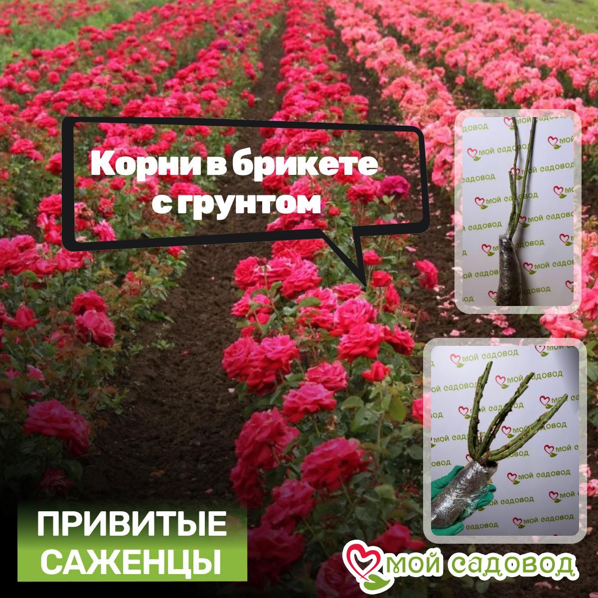 Роза Эбеновая Красавица